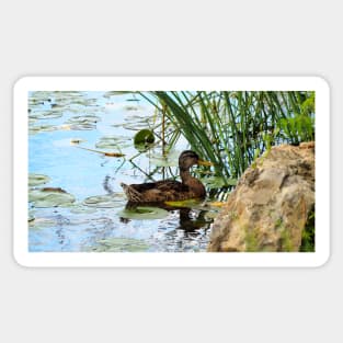 Duck Hiding In Some Bulrush Sticker